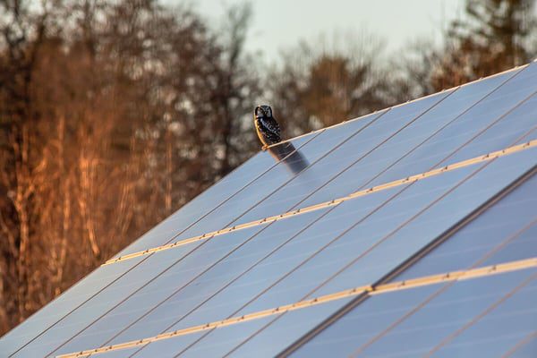 découvrez tout ce qu'il faut savoir sur le coût des panneaux solaires. analyse des prix, aides financières disponibles et retour sur investissement pour maximiser votre projet d'énergie renouvelable.