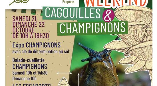 découvrez les cagouilles vertes, ces délicieuses escargots réputés pour leur goût unique et leur texture fondante. apprenez à les cuisiner avec des recettes savoureuses et plongez dans l'univers culinaire de la gastronomie française.